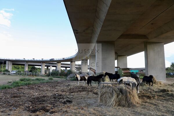 Farm - Horses - Flyover - Bridge