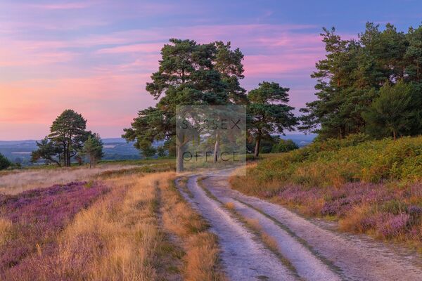Ashdown Forest - Tracks - Trees - Heather