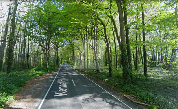 Country Road Through Dense Woodland