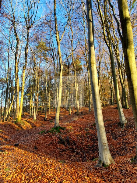 Historic Forest With Former Mine Pits